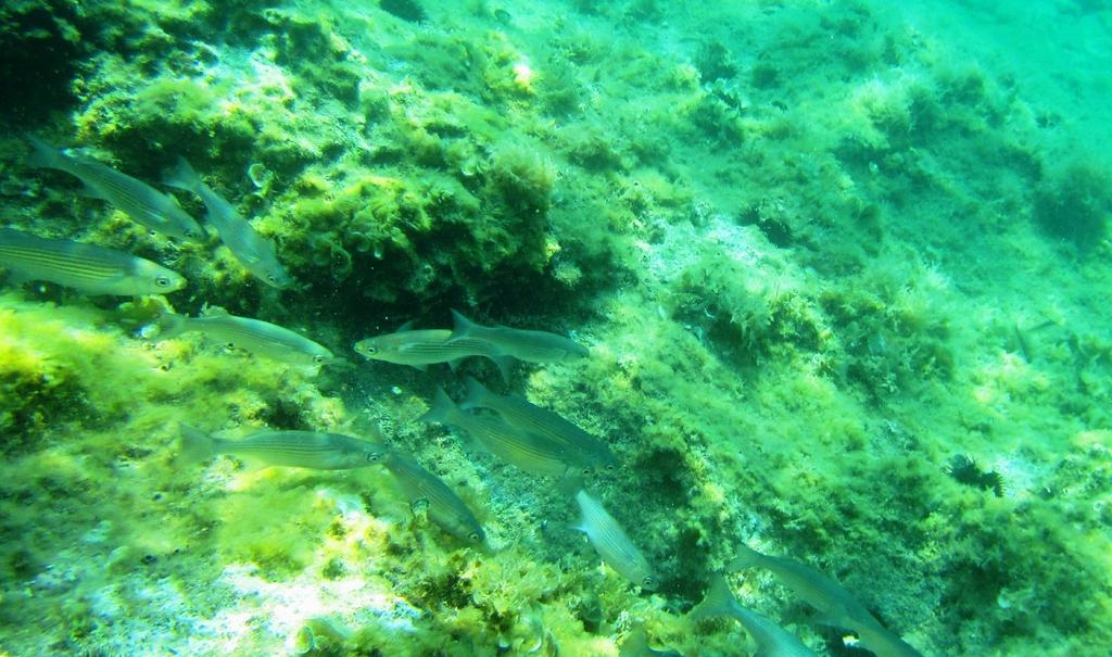 ドゥブロブニクSea Of Edenアパートメント エクステリア 写真