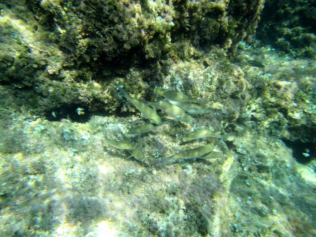 ドゥブロブニクSea Of Edenアパートメント エクステリア 写真